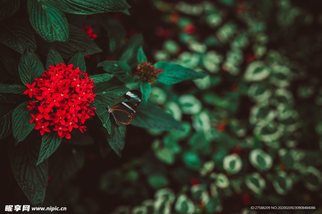 紅色小碎花