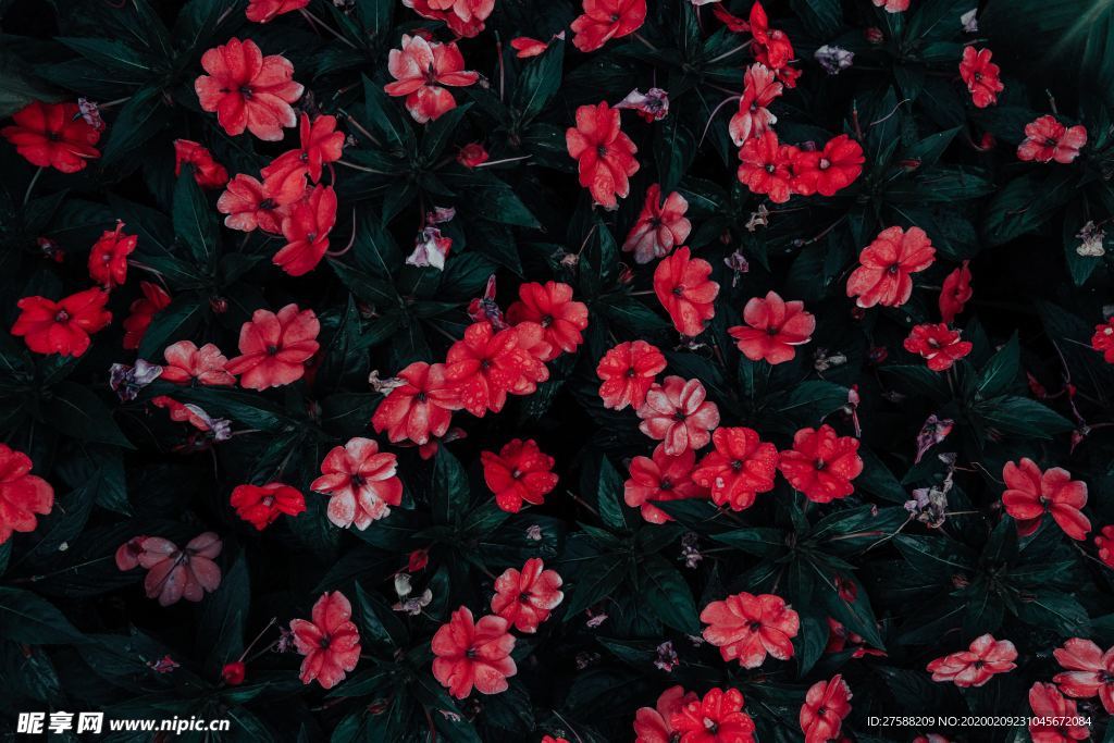 紅色花朵