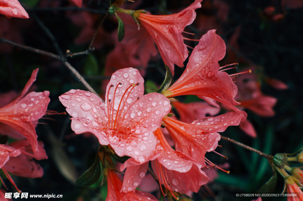 紅色花朵