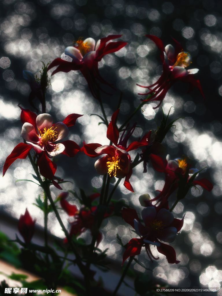 紅色花朵