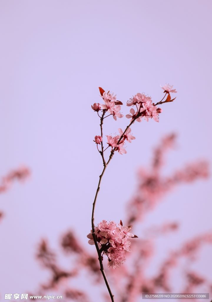 梅花壁紙