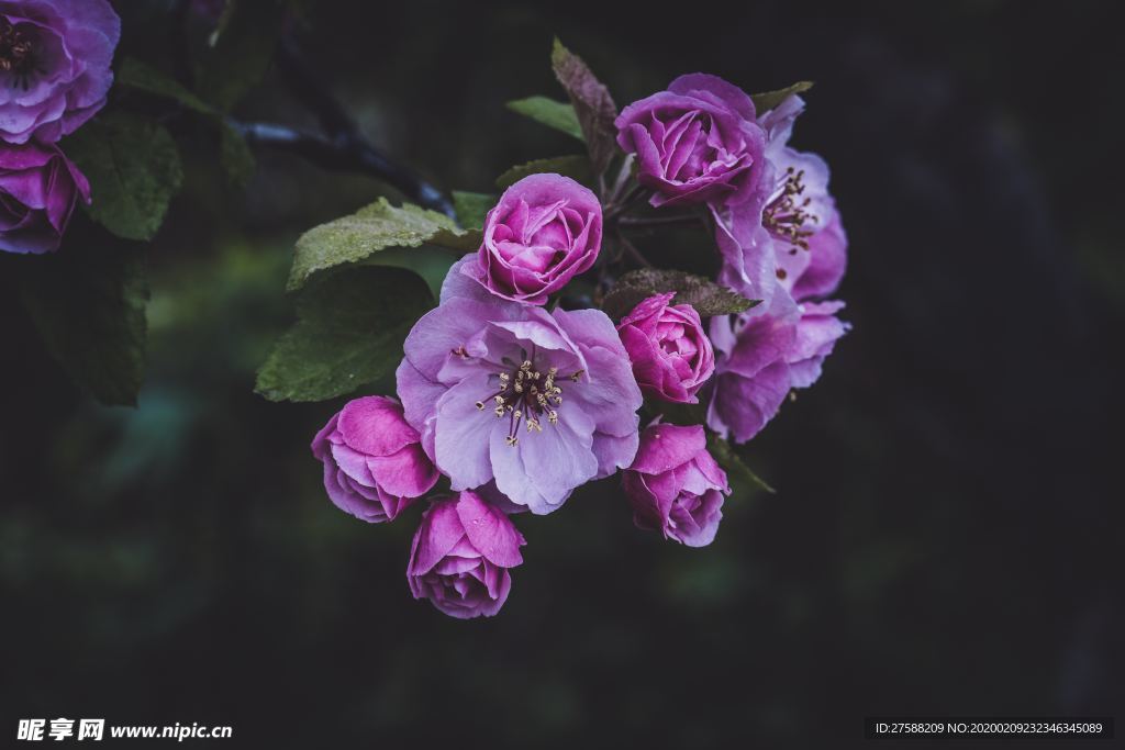 紫紅小花