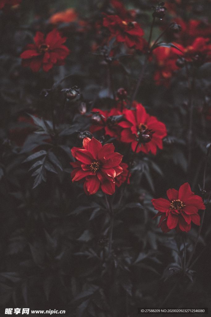 紅花壁紙