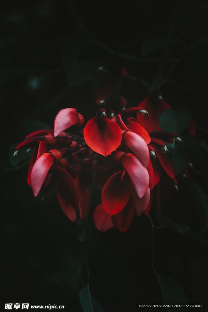 紅花壁紙