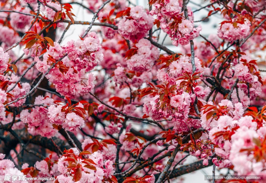滿樹鮮花