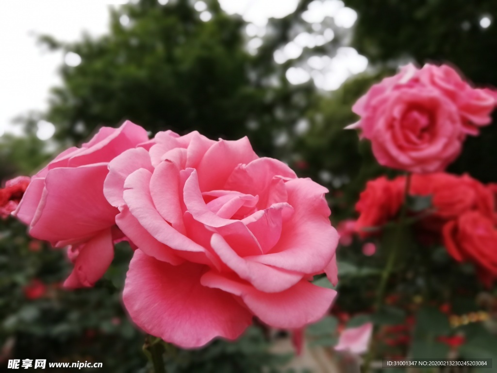 月季花