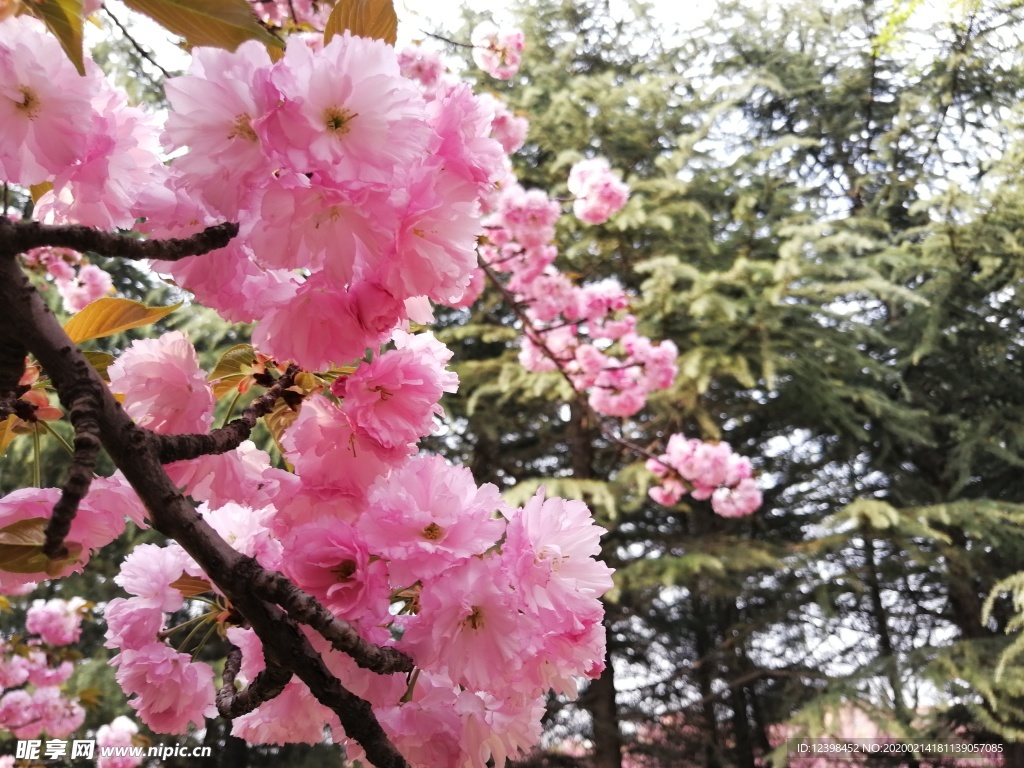 花開(kāi)艷麗的櫻花