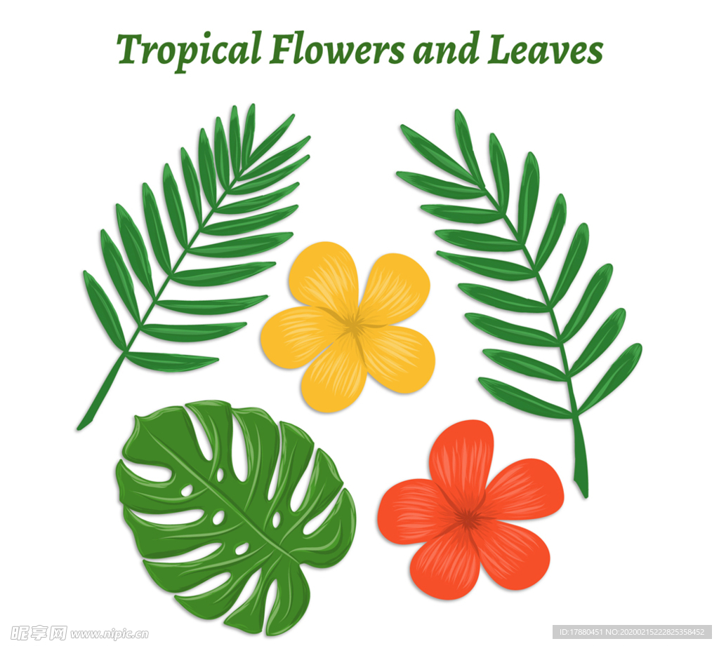 创意热带花卉和叶子