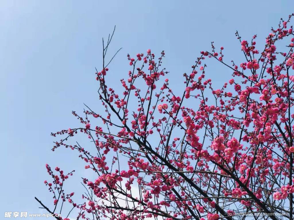 梅花