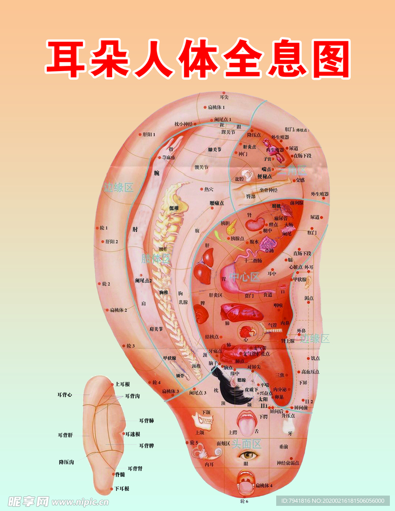 耳朵全息图 耳部图