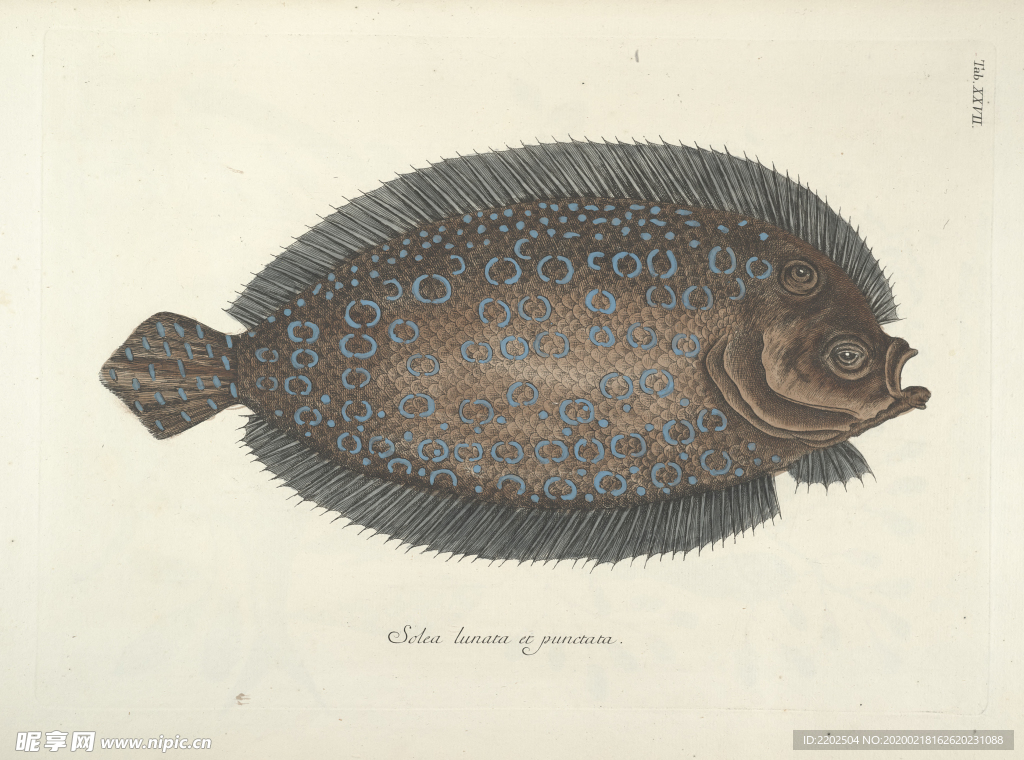 手繪插畫(huà) 魚(yú)類(lèi)圖鑒 早古圖譜