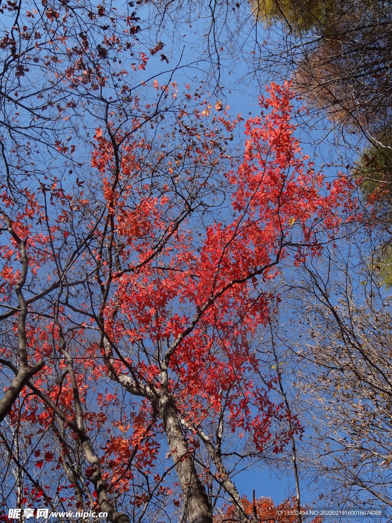 關(guān)門山楓葉