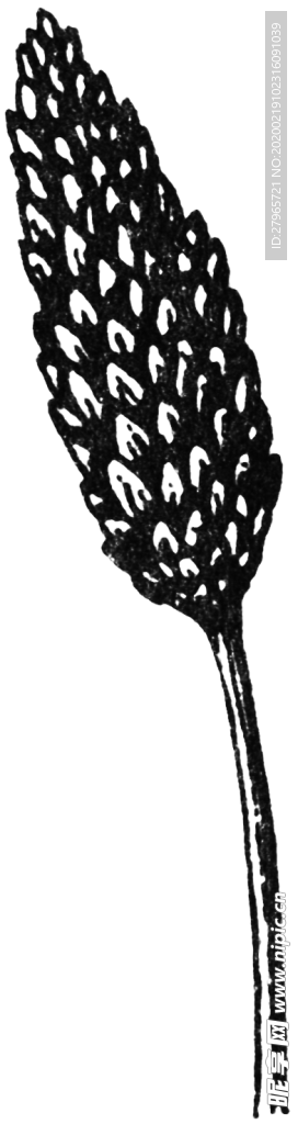 黑白手绘植物