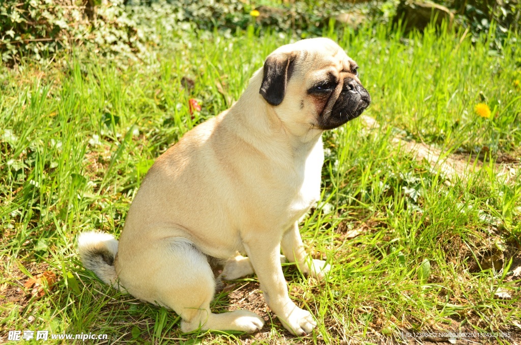 呆萌可愛的寵物犬