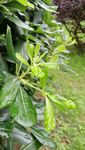 夏天綠葉