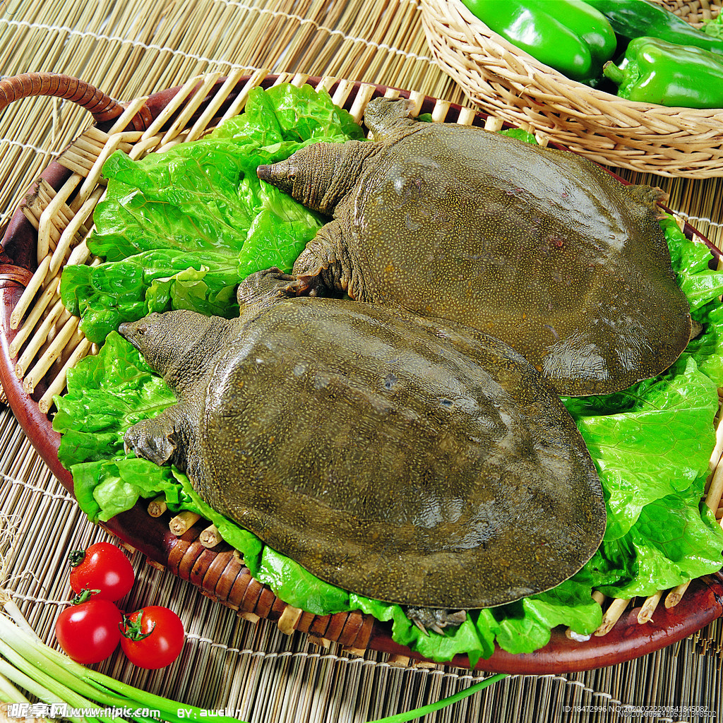 甲魚