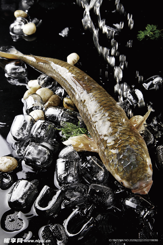 鯉魚 鯇魚