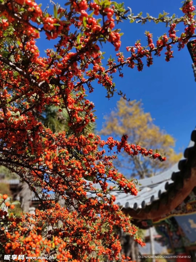 累累山果