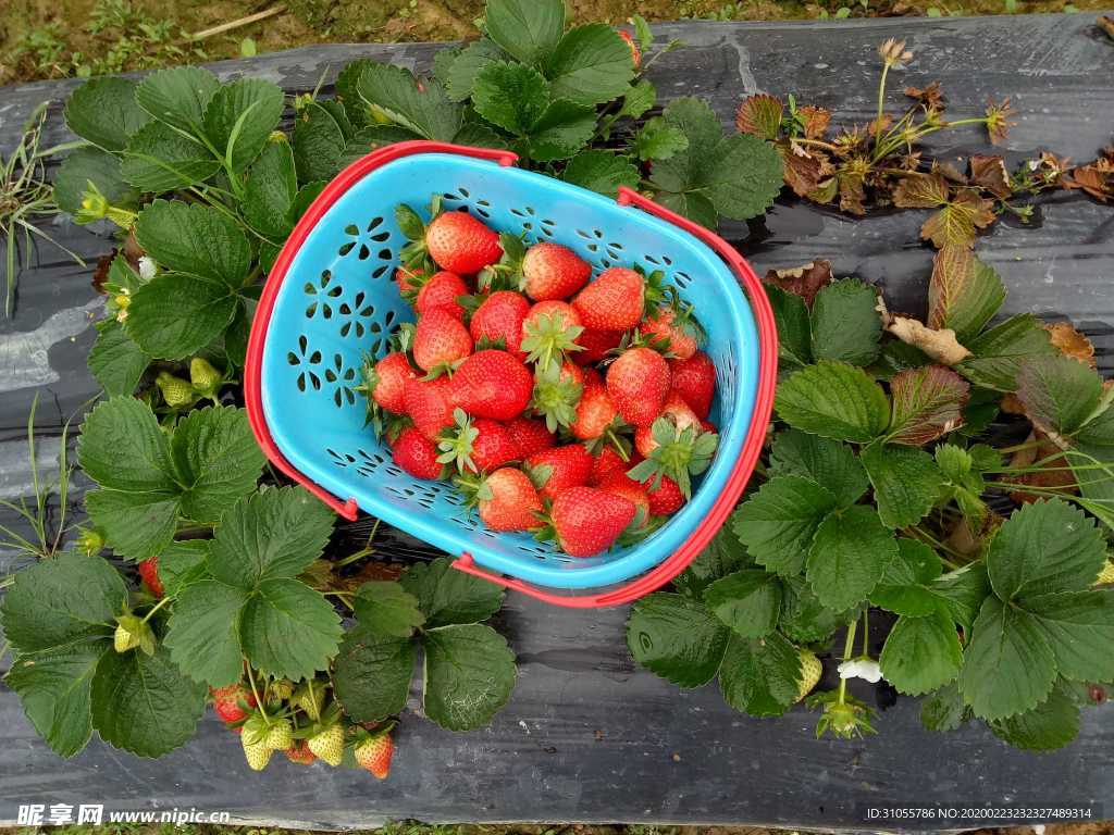 草莓季节