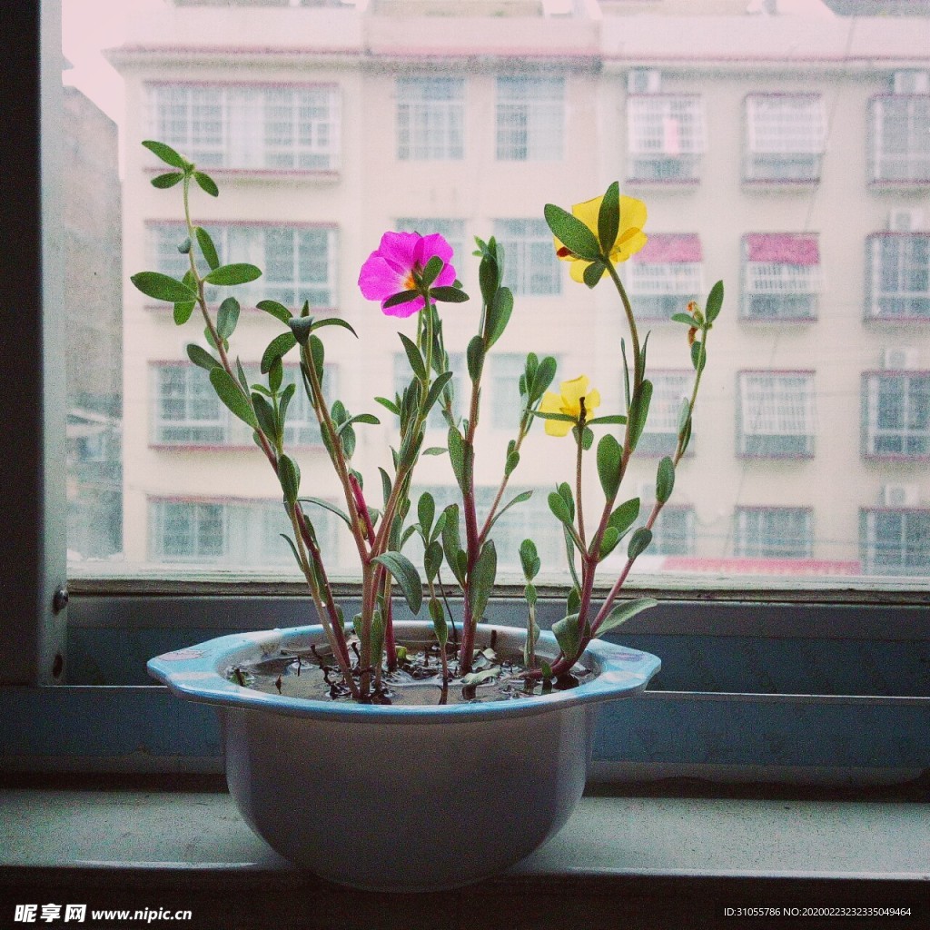 窗邊花朵