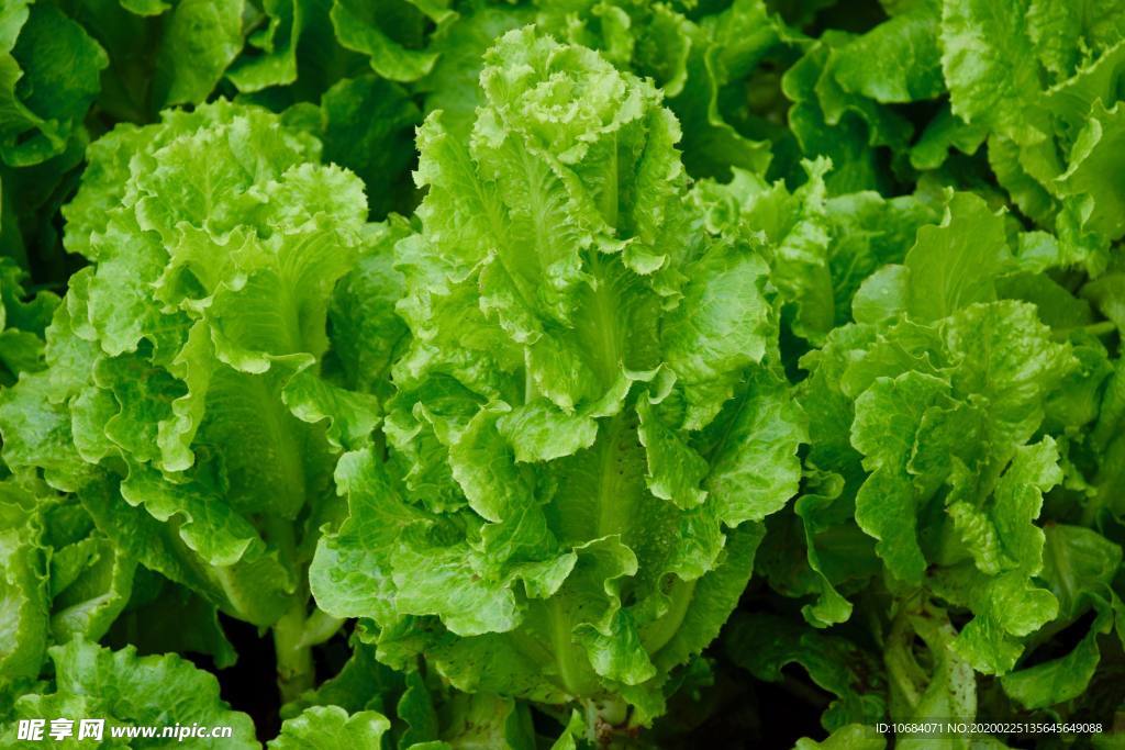 新鮮水果蔬菜高清攝影圖片