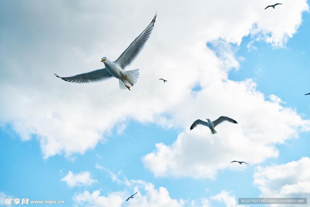 藍(lán)天下的海鳥