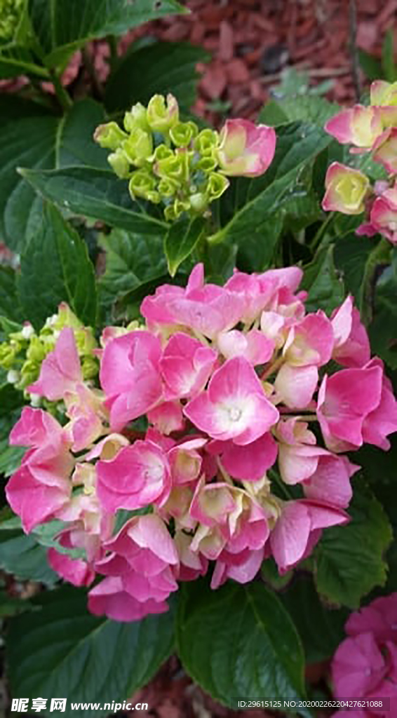 花圖片