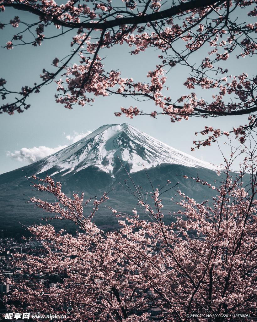 櫻花富士山