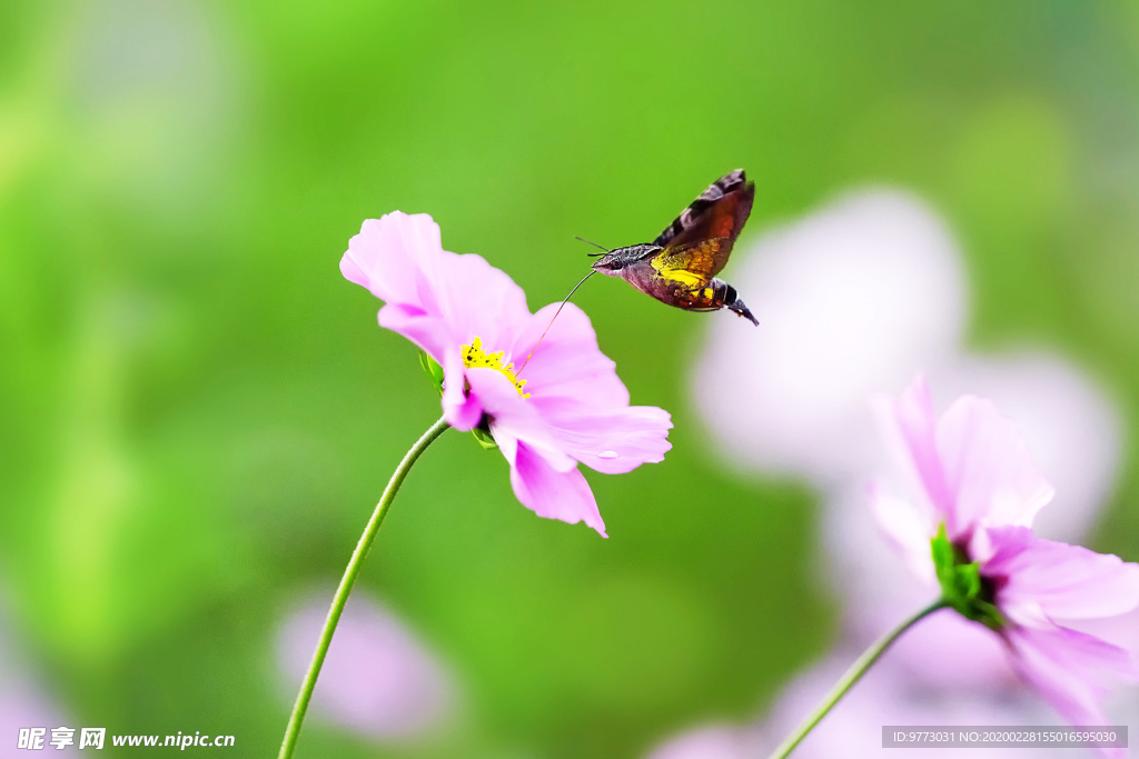 蜂鳥(niǎo)蛾