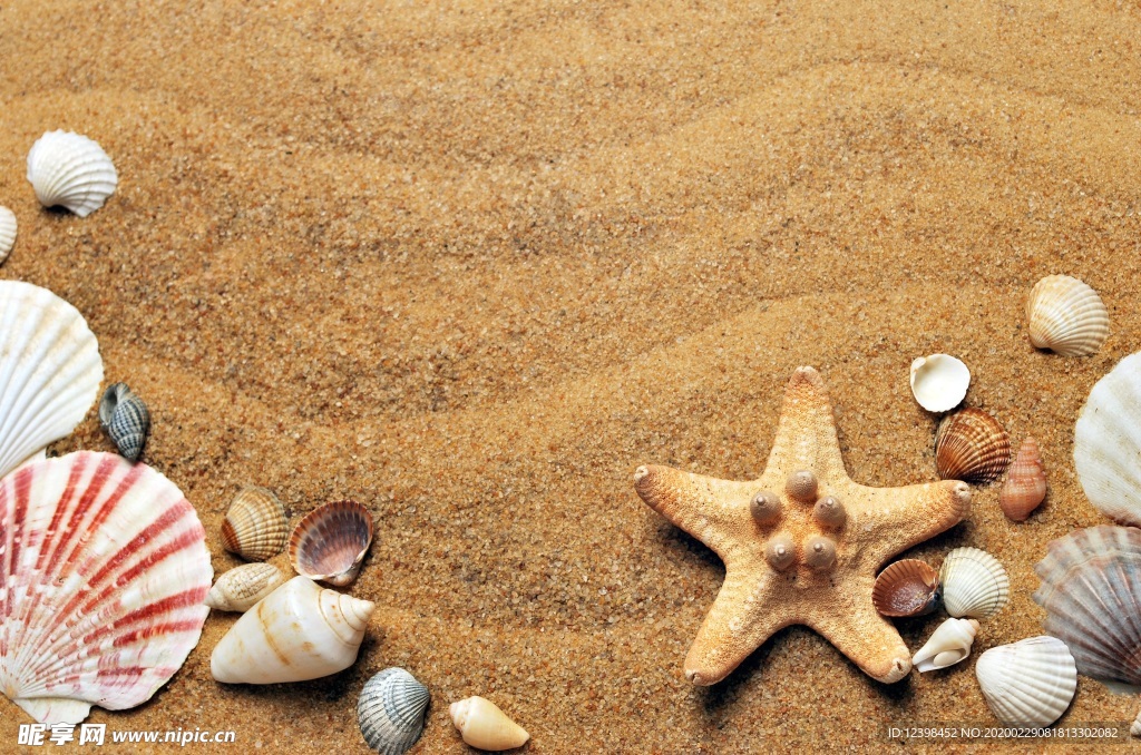 海星圖片