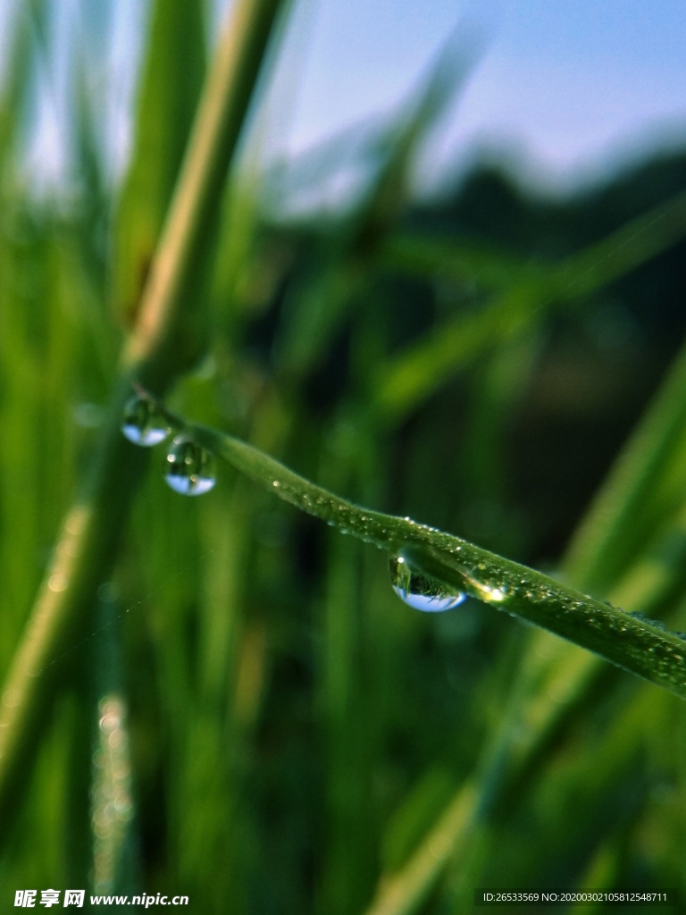 清晨 露珠 绿色 水珠 护眼