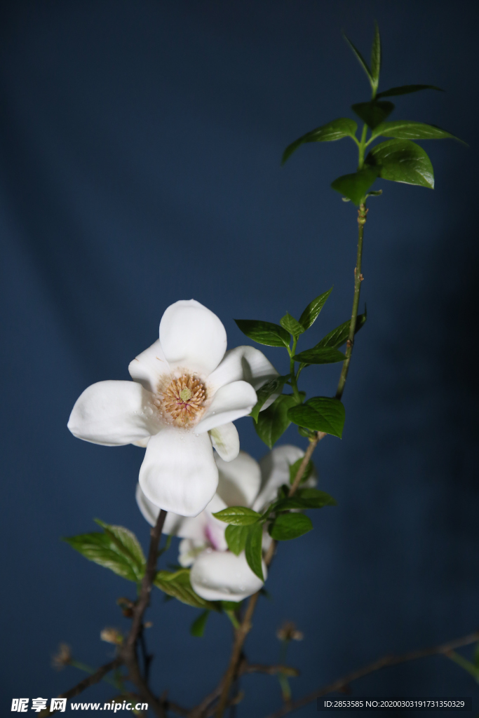 玉蘭花開