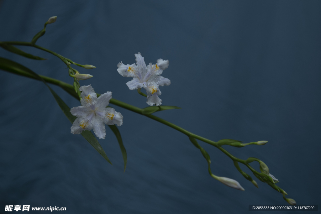 水仙花開