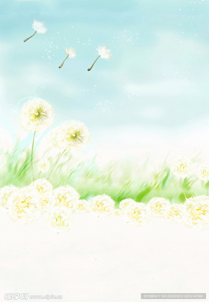 蒲公英