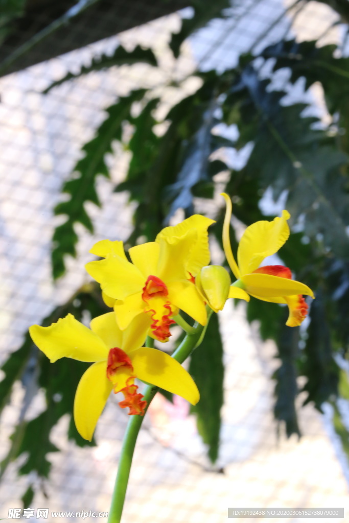 蘭花風景