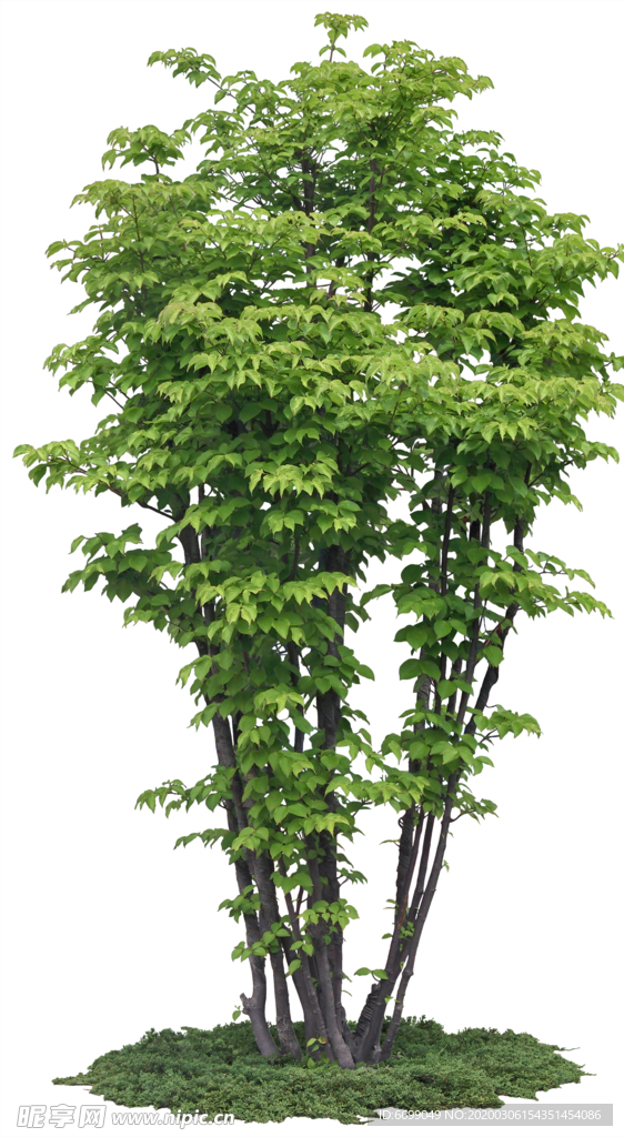 園林植物