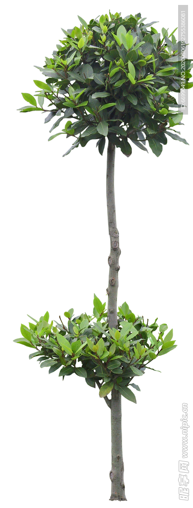 園林植物