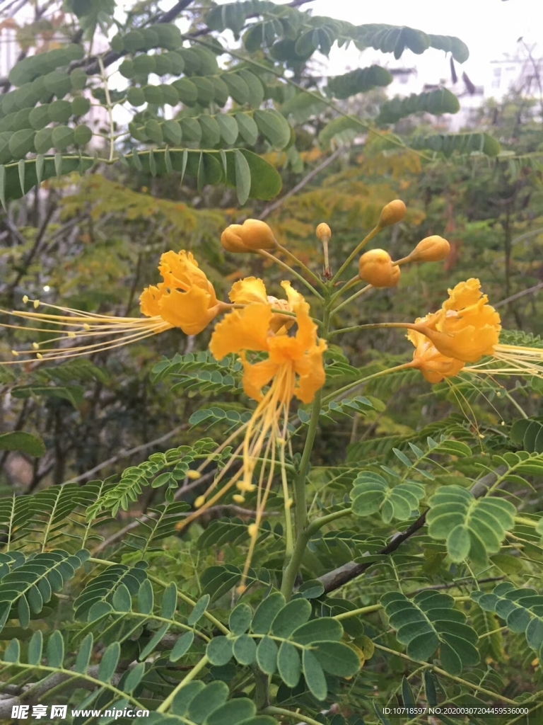 花卉鮮花