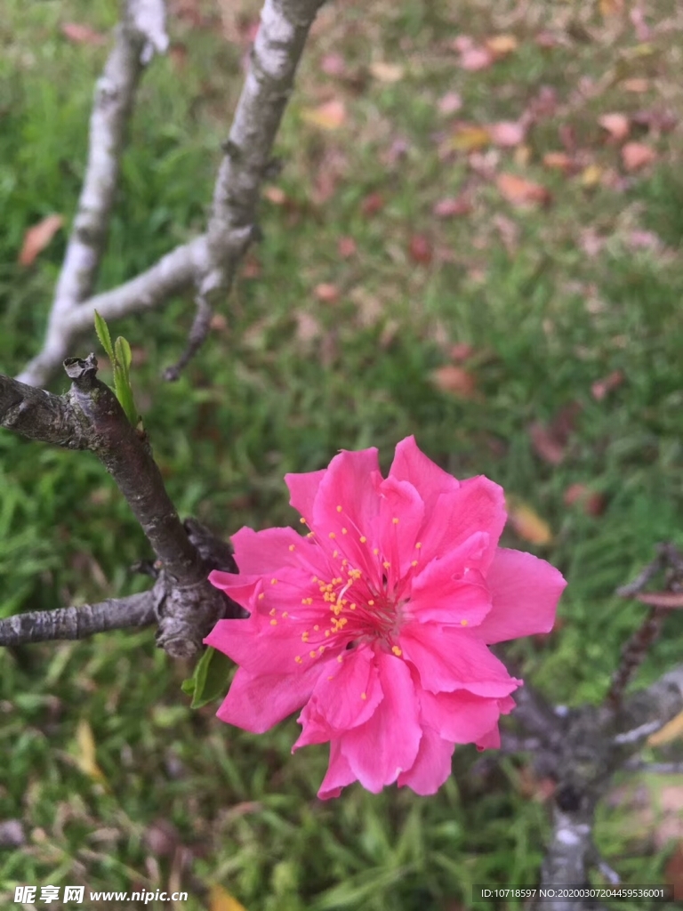 花卉鮮花