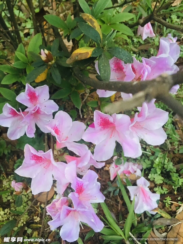 花卉鮮花