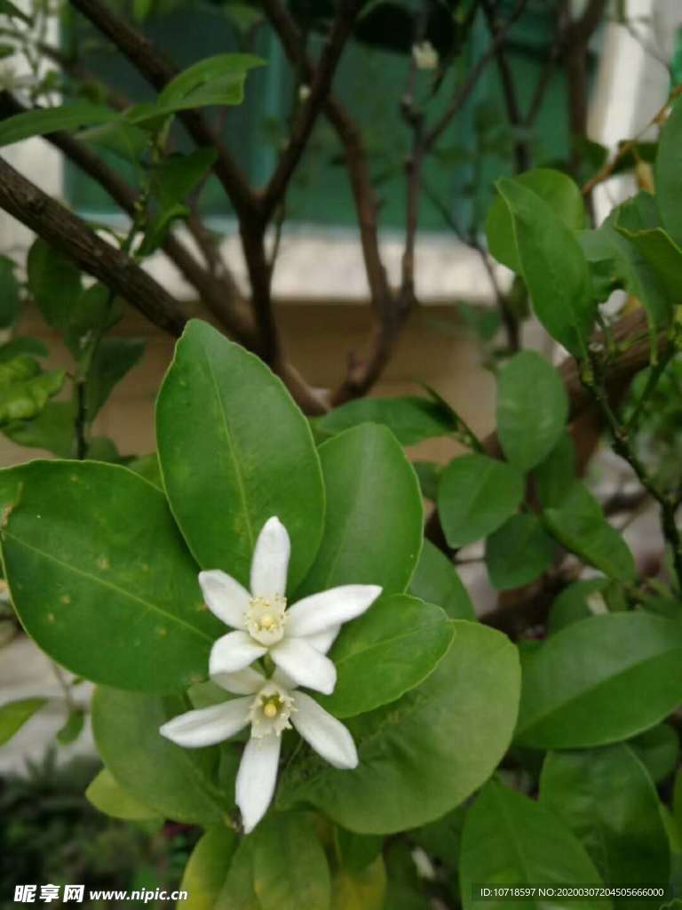 花卉鮮花