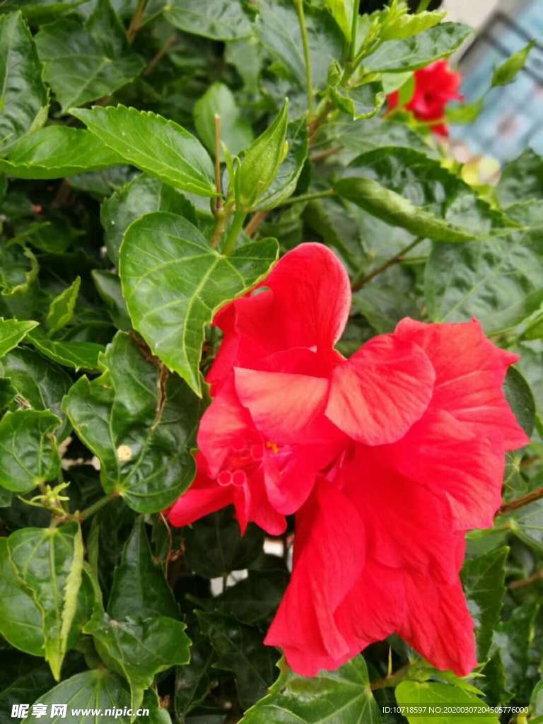 花卉鮮花