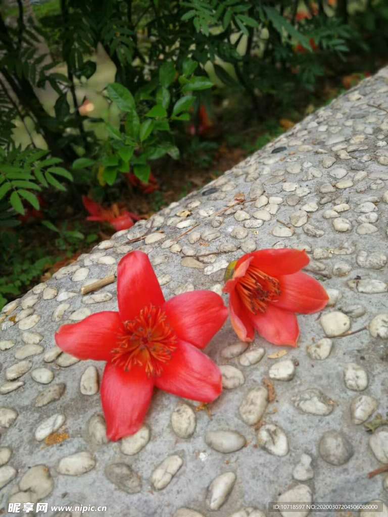 花卉鮮花