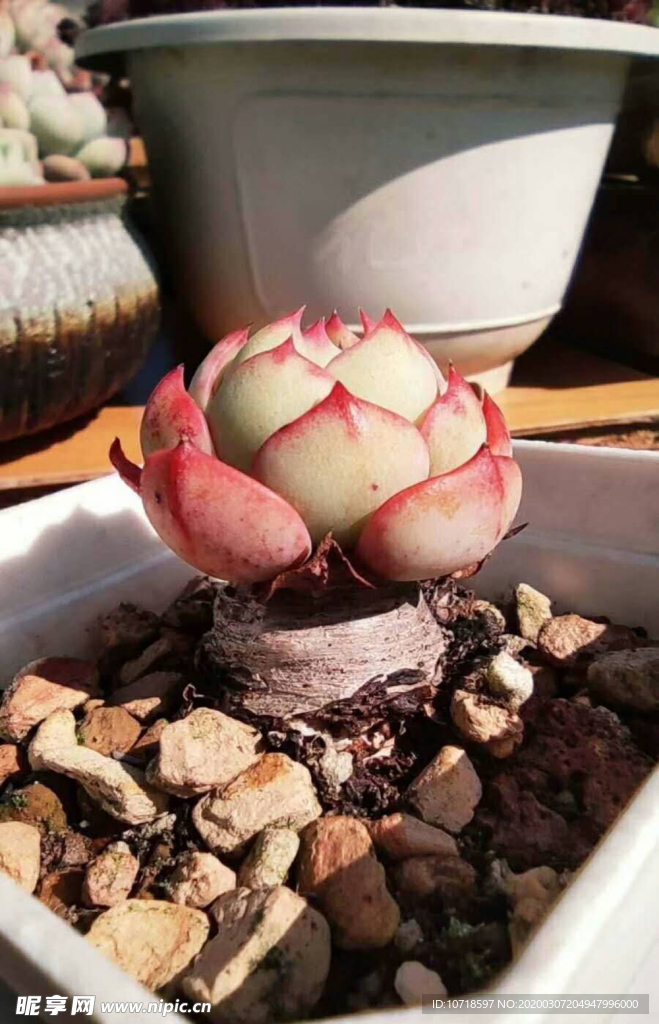 花卉鮮花