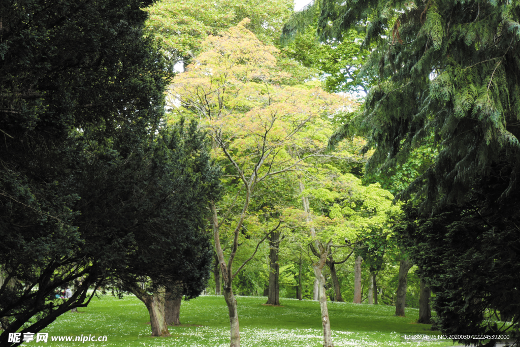 花園 伍茲 自然 景觀
