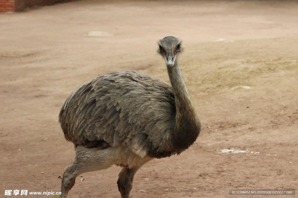動物園里面的鴕鳥