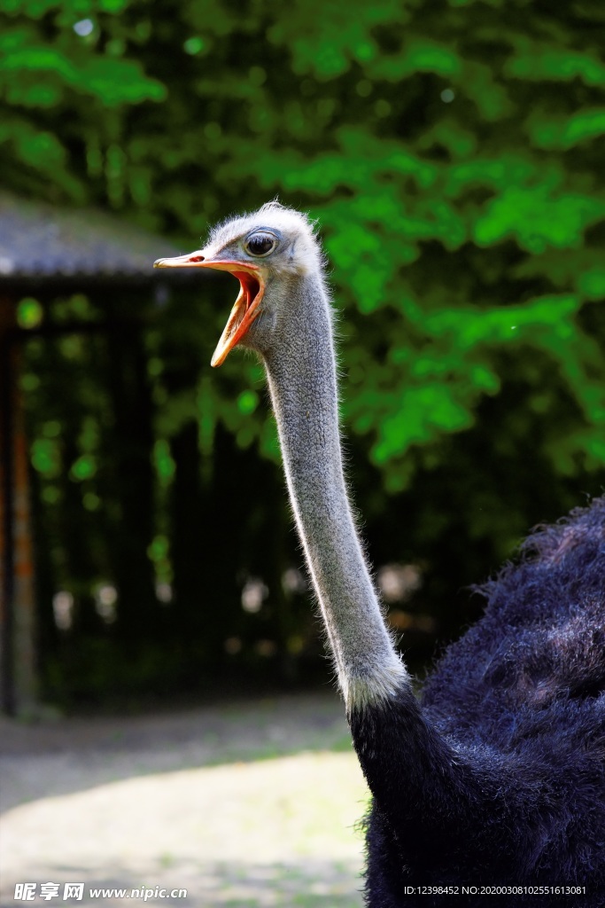 動物園里面的鴕鳥