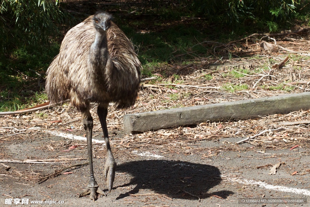 動物園里面的鴕鳥