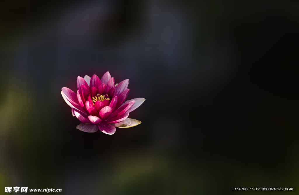 紫色的蓮花