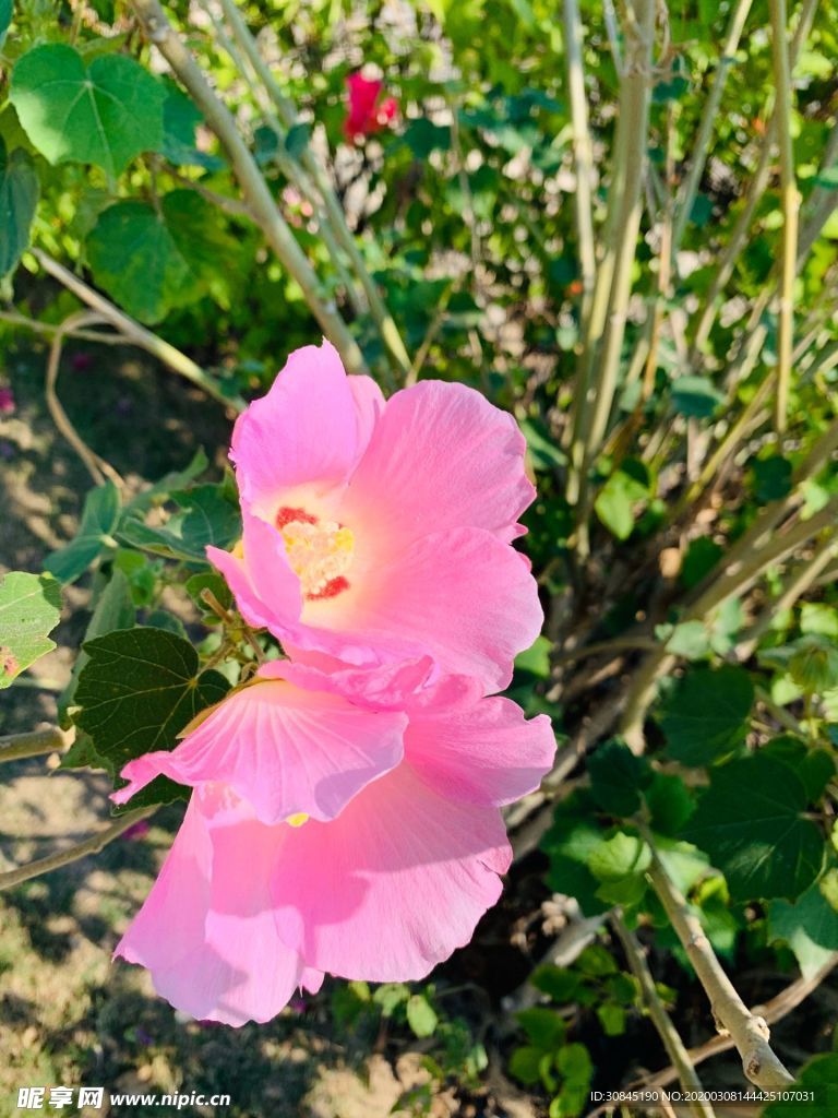 美麗芙蓉花